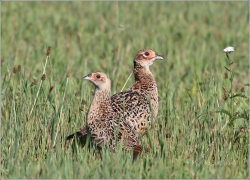 <p>BAŽANT OBECNÝ (Phasianus colchicus) /Common pheasant - Fasan/</p>